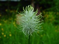dsc00239.jpg
