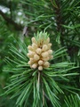 dsc00262.jpg