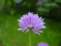 dsc00286.jpg