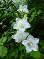 dsc00567.jpg