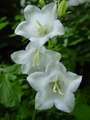 dsc00584.jpg