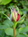 dsc00684.jpg