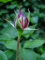 dsc00700.jpg