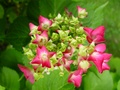 dsc00726.jpg