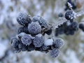 dsc02415.jpg