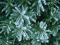 dsc02475.jpg