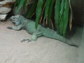 dsc00412.jpg
