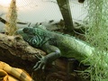 dsc00420.jpg