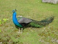 dsc00440.jpg