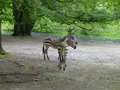 dsc00443.jpg