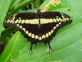 dsc02663.jpg