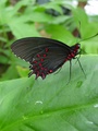 dsc02665.jpg