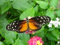 dsc02667.jpg