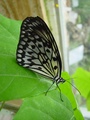 dsc02694.jpg