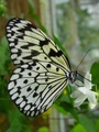 dsc02738.jpg