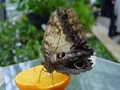 dsc02747.jpg